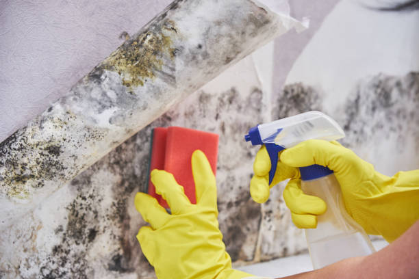 Forensic Mold Investigation in Santa Ana, CA