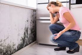 Best Forensic Mold Investigation  in Santa Ana, CA